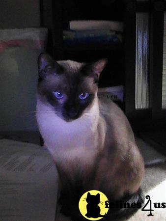 siamese_colorpoints Picture 1